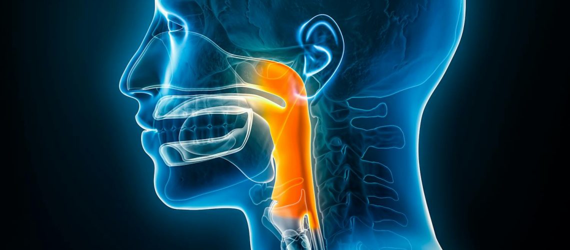 Le pharynx : un carrefour essentiel entre respiration et digestion